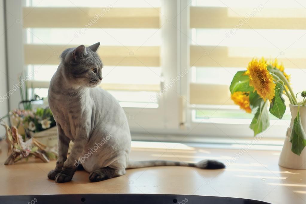 Cat and flowers