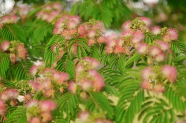 Albizia