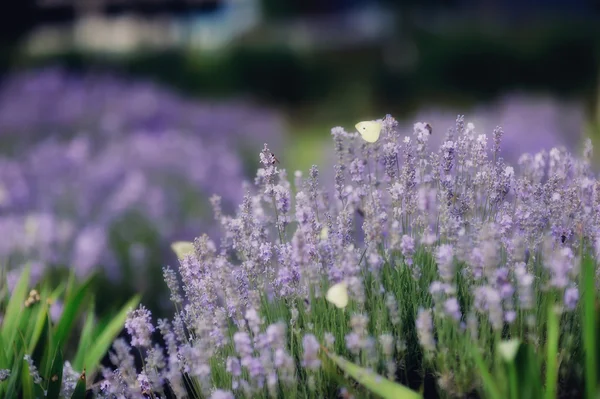 Lavanda — Fotografia de Stock