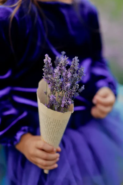 Lavender — Stock Photo, Image