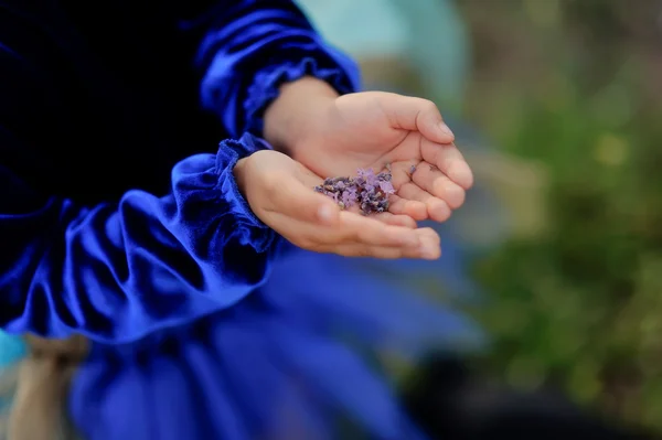 Lavendel — Stockfoto