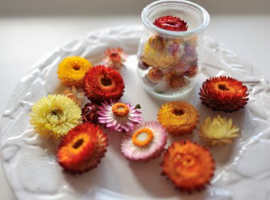 çok renkli çiçekler