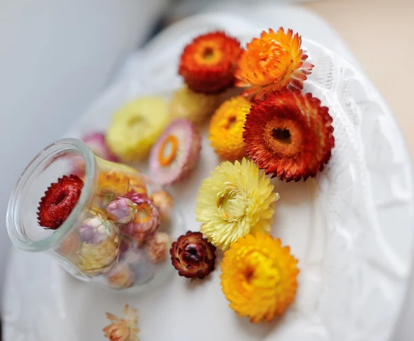 Různobarevné květy — Stock fotografie