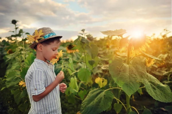 Kind in zonnebloemen — Stockfoto