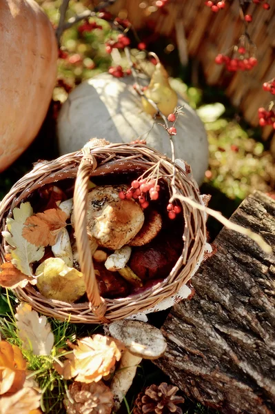 Basket with mushrooms — Stock Photo, Image