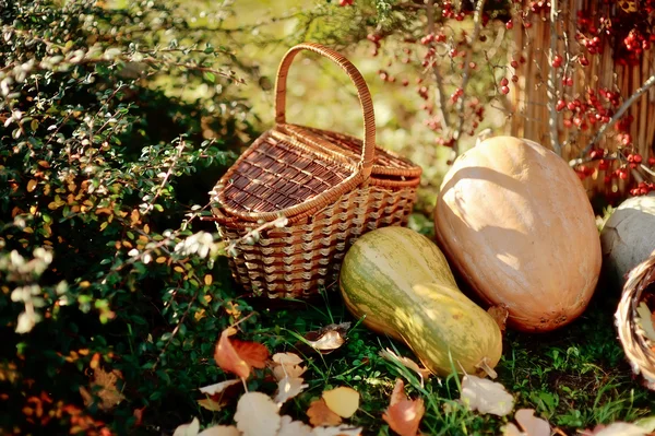 Basket and pumpkin — Stock Photo, Image
