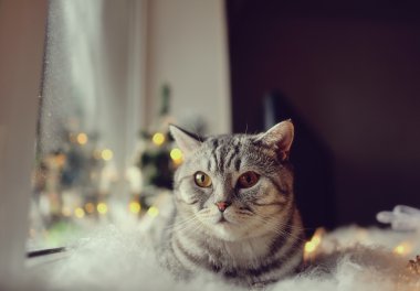 kedi kış penceresi