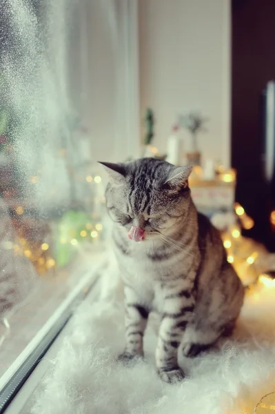 Gatto nella finestra invernale — Foto Stock