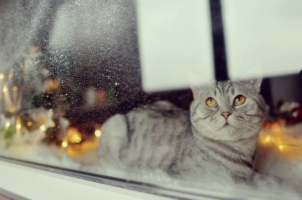 Macska a téli ablak — Stock Fotó