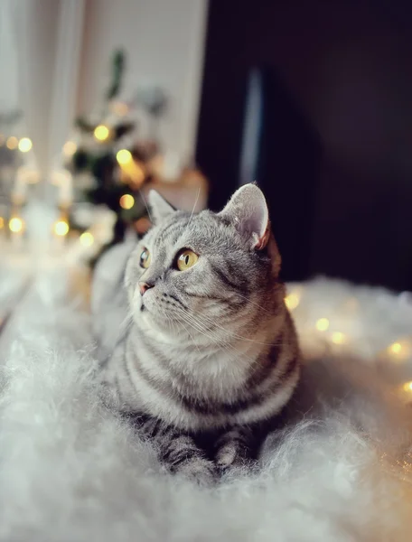 Kat in de winter-venster — Stockfoto