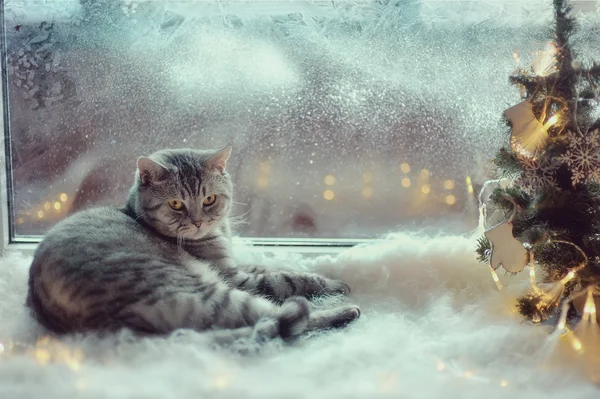 Kat in de winter-venster — Stockfoto