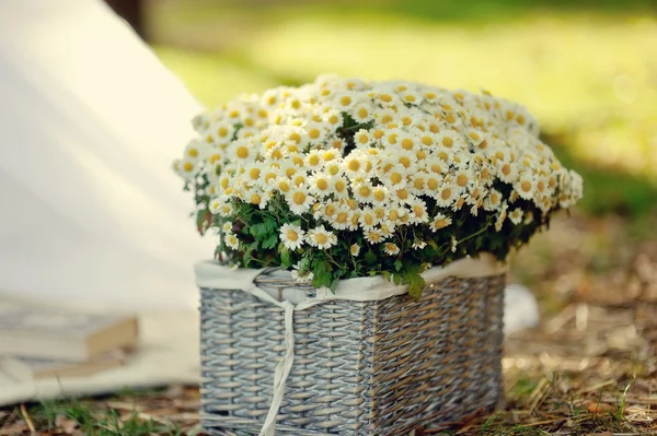 Strauß Gänseblümchen — Stockfoto