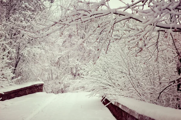 Romance de invierno —  Fotos de Stock