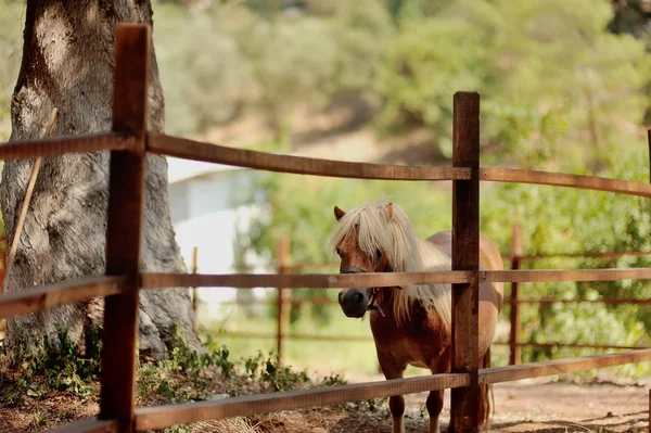 Pony with white mane — Stock Photo, Image