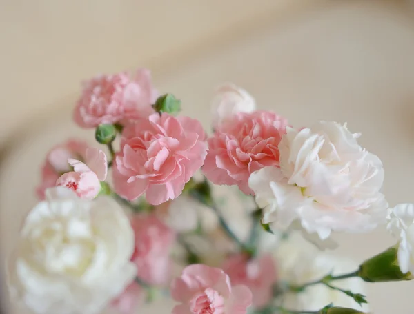 Bouquet di garofani — Foto Stock