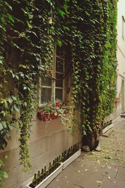 Efeu an der Mauer — Stockfoto