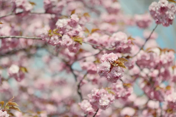 Körsbärsblommor — Stockfoto