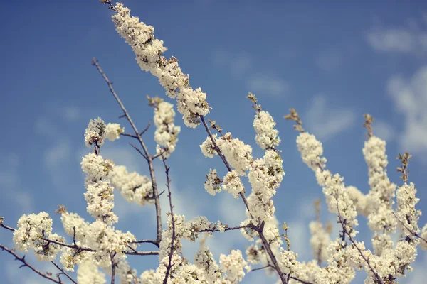 Körsbärsblommor på våren — Stockfoto