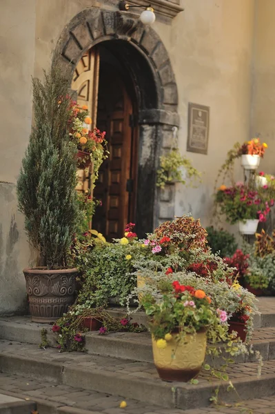 Blumen in Töpfen — Stockfoto