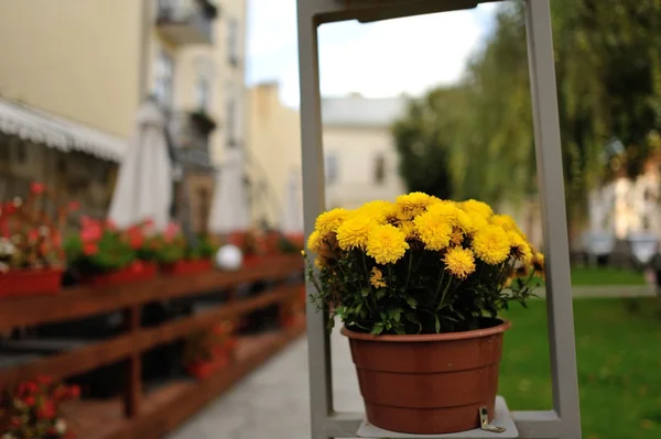 Blumen in Töpfen — Stockfoto