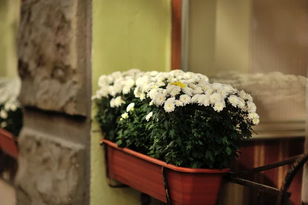 Kwiaty w doniczkach — Zdjęcie stockowe