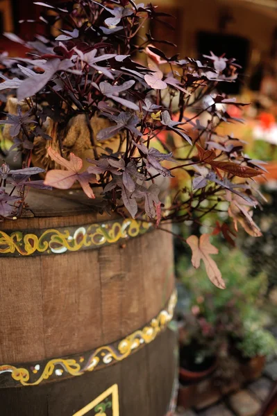 Flowers in pots — Stock Photo, Image