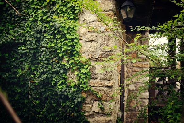 Ivy op de Muur — Stockfoto