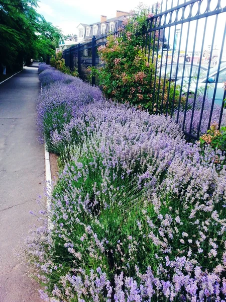 Lavanda profumata — Foto Stock