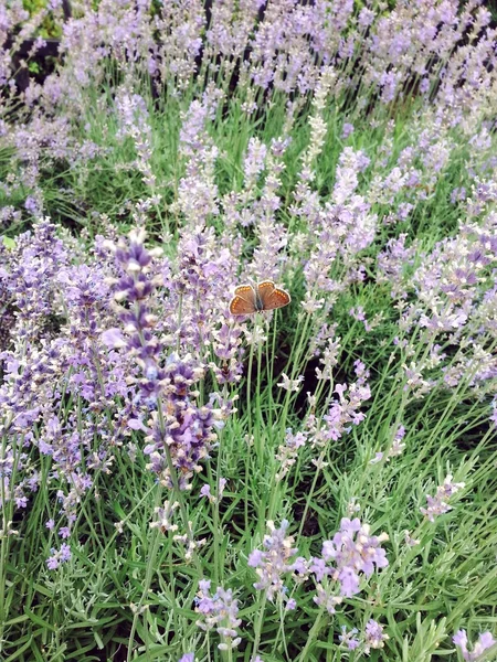 Fragrant lavender — Stock Photo, Image