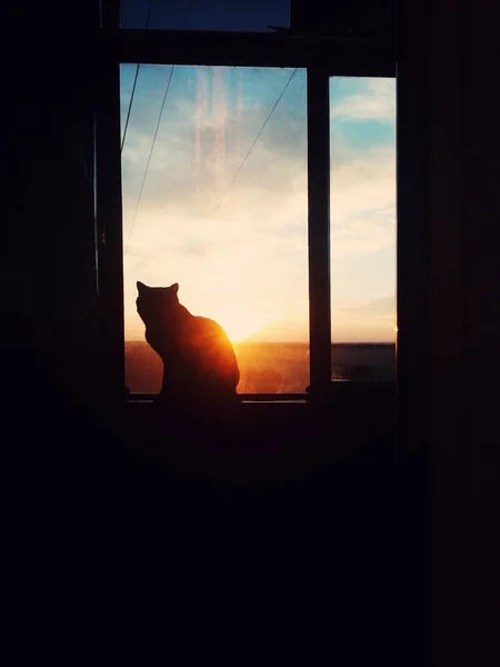Katze am Fenster — Stockfoto