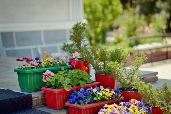 Culottes en pots — Photo