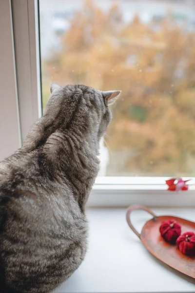 Pet Gatto Grigio Razze Gatto Britannico Siede Sulla Finestra — Foto Stock