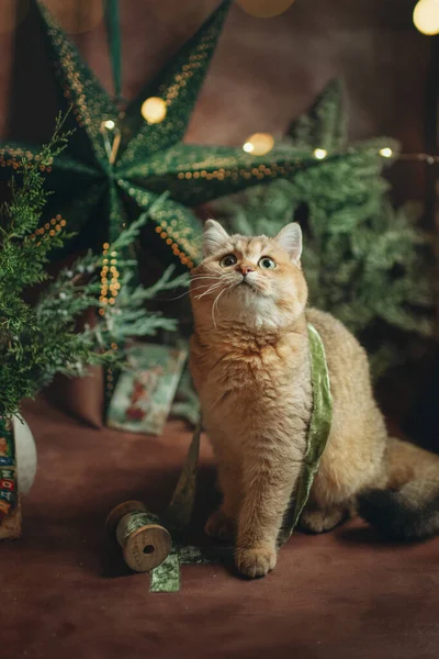 Gato Vermelho Estimação Com Olhos Verdes Decoração Ano Novo — Fotografia de Stock