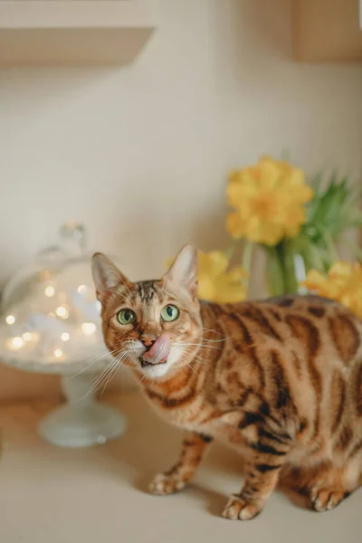 Domestic Red Cat Green Eyes Yellow Flowers — Stock Photo, Image