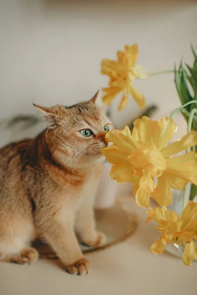 黄色の花を持つ緑の目を持つ国内の赤い猫 — ストック写真