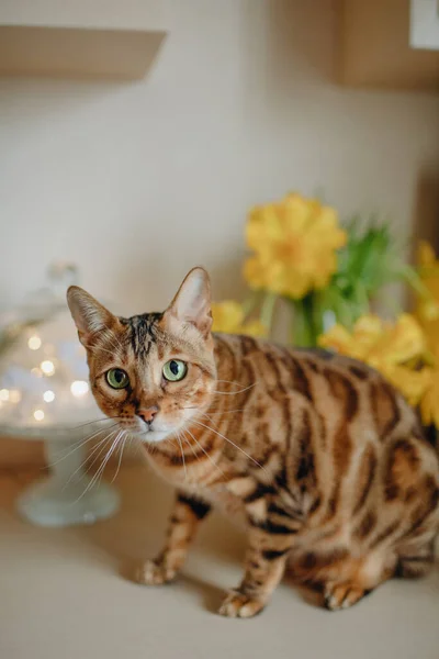 Domestic Red Cat Green Eyes Yellow Flowers — Stock Photo, Image