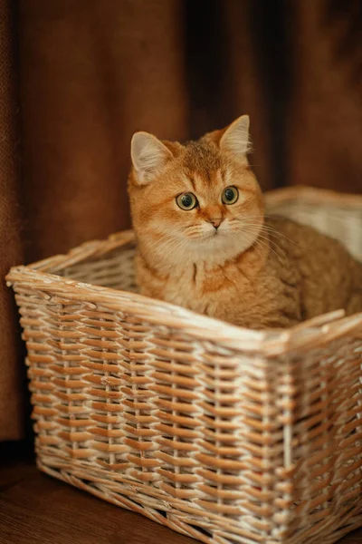 Mazlíček Červená Kočka Zelenýma Očima Košíku — Stock fotografie