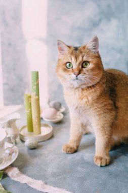 evcil hayvan, İngiliz soyundan yeşil gözlü kırmızı kedi.