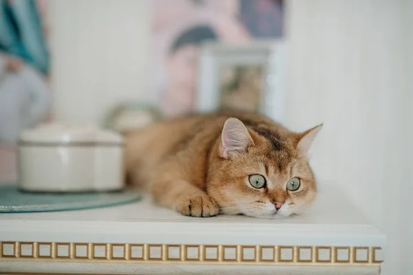 Haustier Rote Katze Mit Grünen Augen Britischer Rasse — Stockfoto