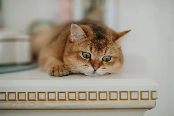 Haustier Rote Katze Mit Grünen Augen Britischer Rasse — Stockfoto