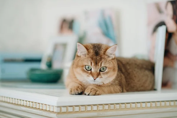 Animale Domestico Gatto Rosso Con Occhi Verdi Razza Britannica — Foto Stock