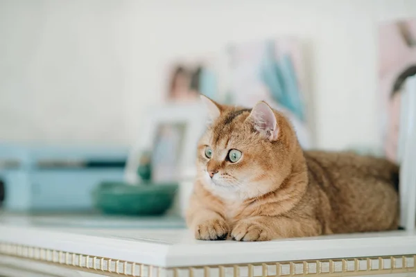 Haustier Rote Katze Mit Grünen Augen Britischer Rasse — Stockfoto