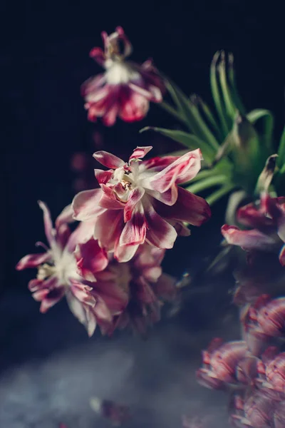 透明花瓶里的一束红色郁金香花 — 图库照片