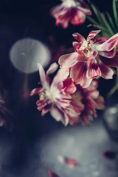 Strauß Roter Tulpenblüten Einer Transparenten Vase — Stockfoto