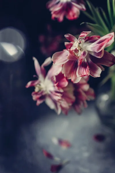 透明花瓶里的一束红色郁金香花 — 图库照片