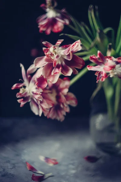 透明花瓶里的一束红色郁金香花 — 图库照片