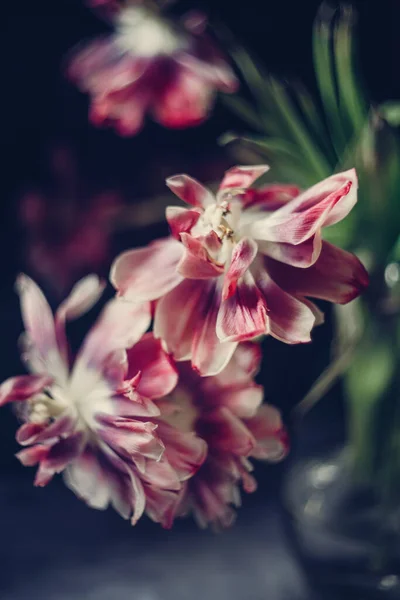 Strauß Roter Tulpenblüten Einer Transparenten Vase — Stockfoto