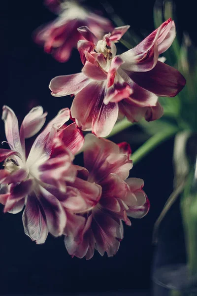 透明花瓶里的一束红色郁金香花 — 图库照片