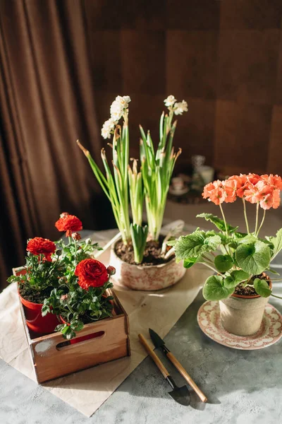 Mujer Haciendo Jardinería Casa Trasplantando Flores Rojas — Foto de Stock