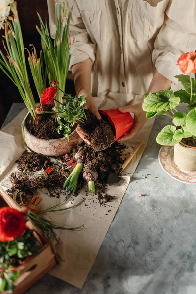 Donna Che Giardinaggio Casa Trapianto Fiori Rossi — Foto Stock